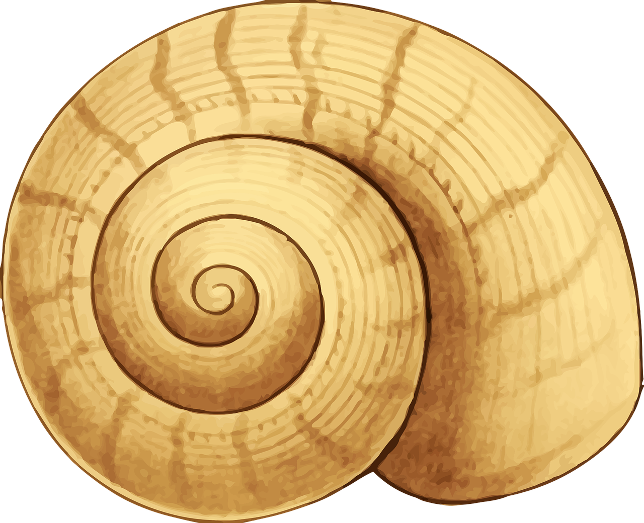A Shell With A Spiral Pattern