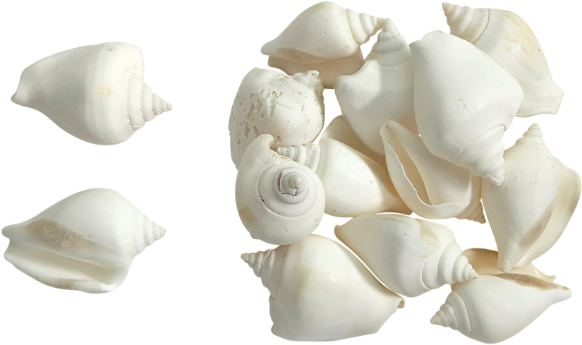 A Group Of White Shells