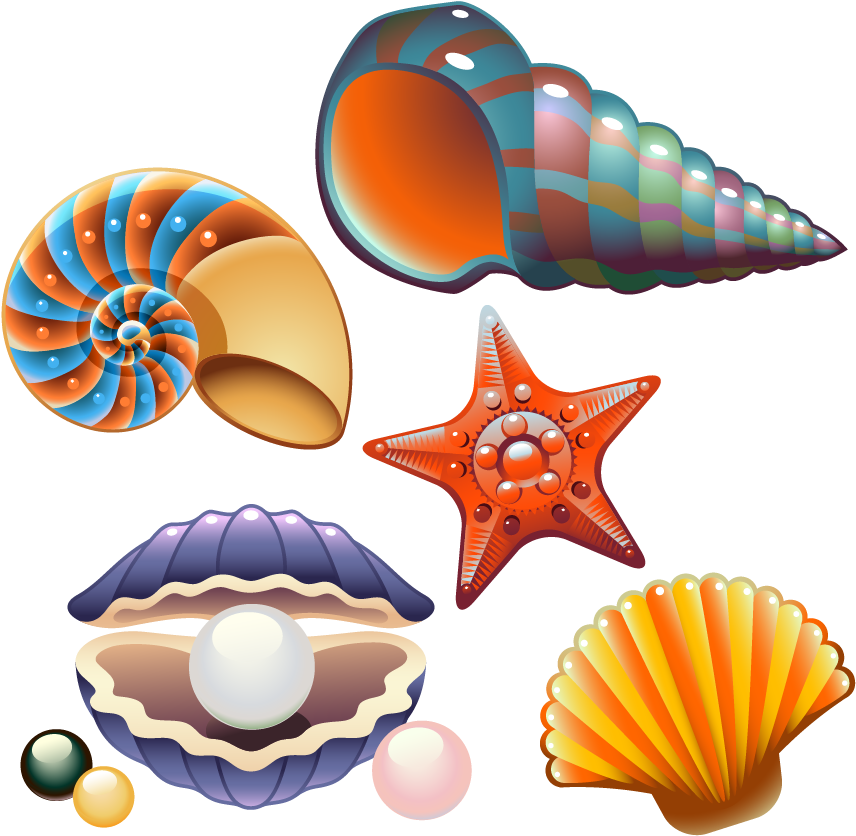 A Group Of Colorful Seashells