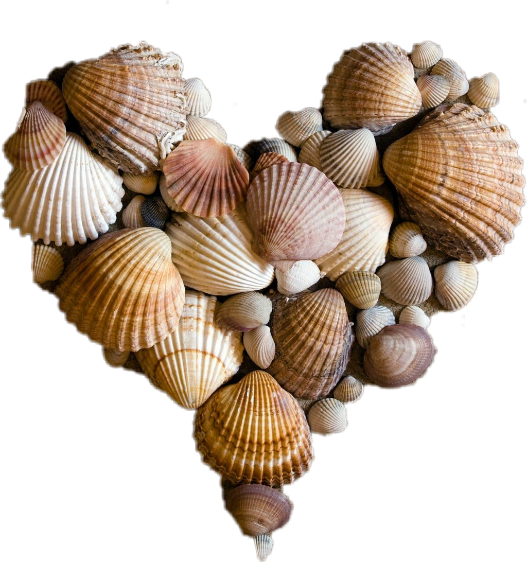 A Heart Shaped Sea Shell