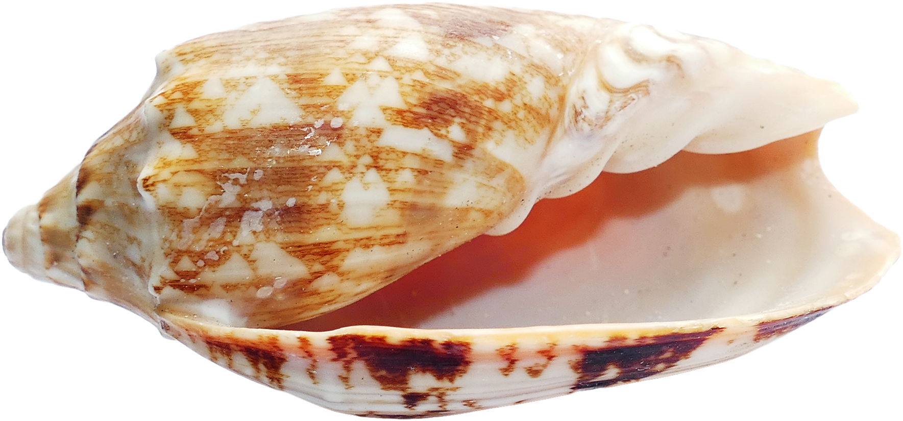 A Close Up Of A Shell