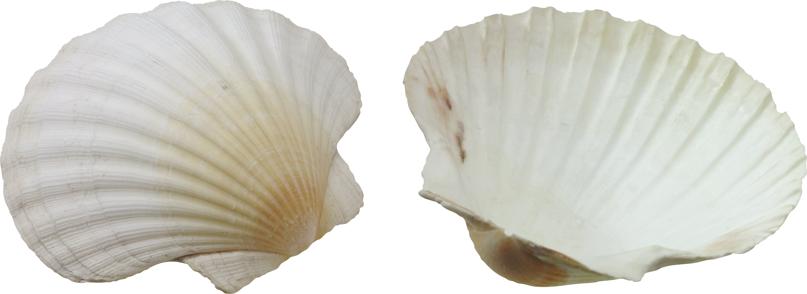 A Close Up Of Shells