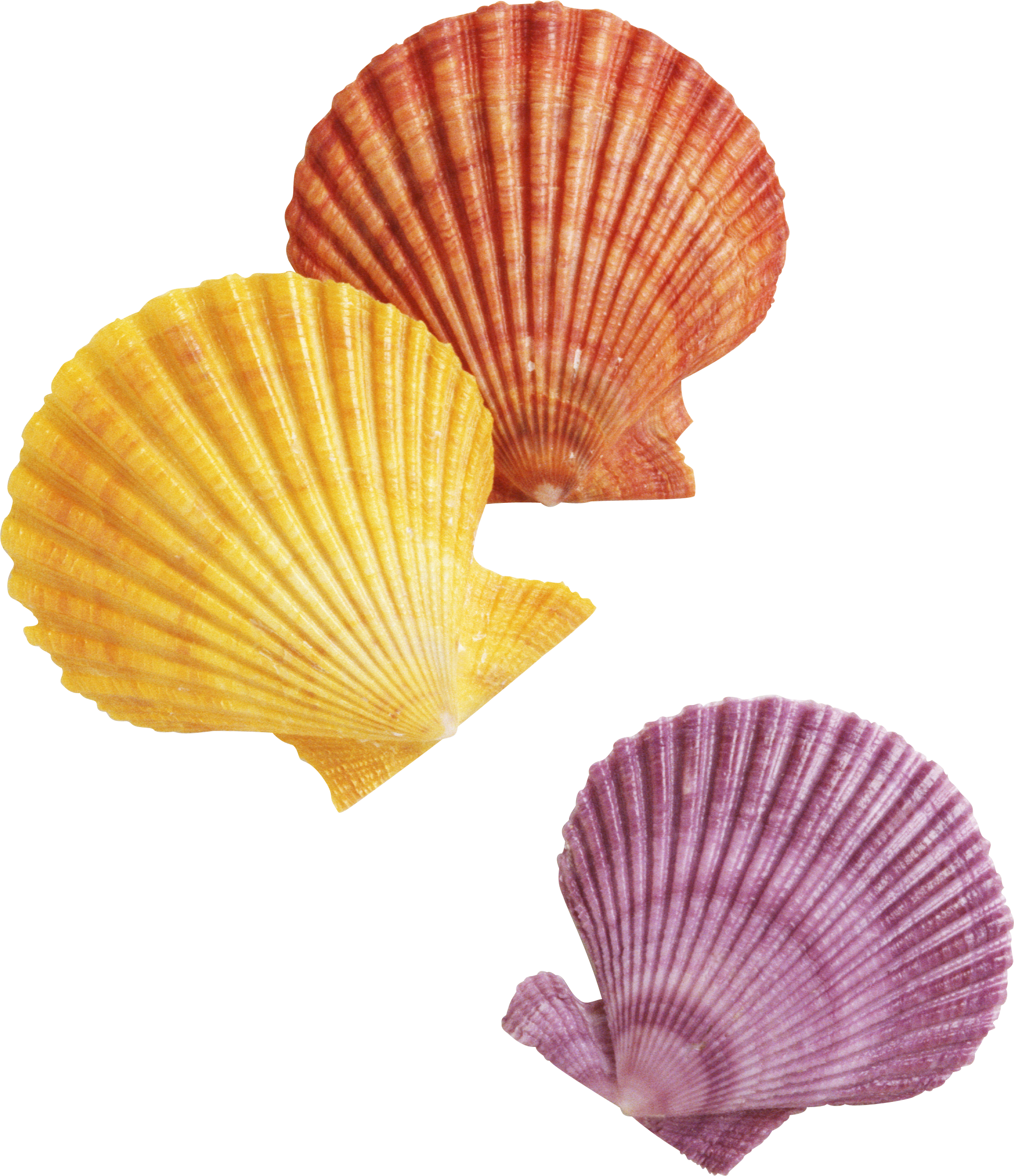 A Group Of Colorful Seashells