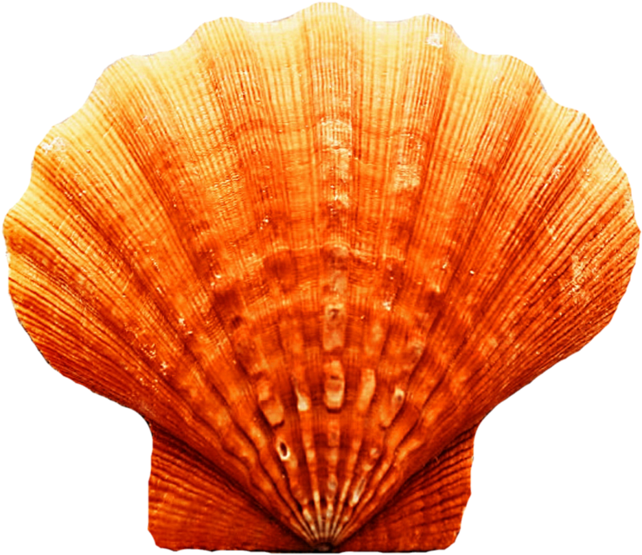 A Close Up Of A Shell