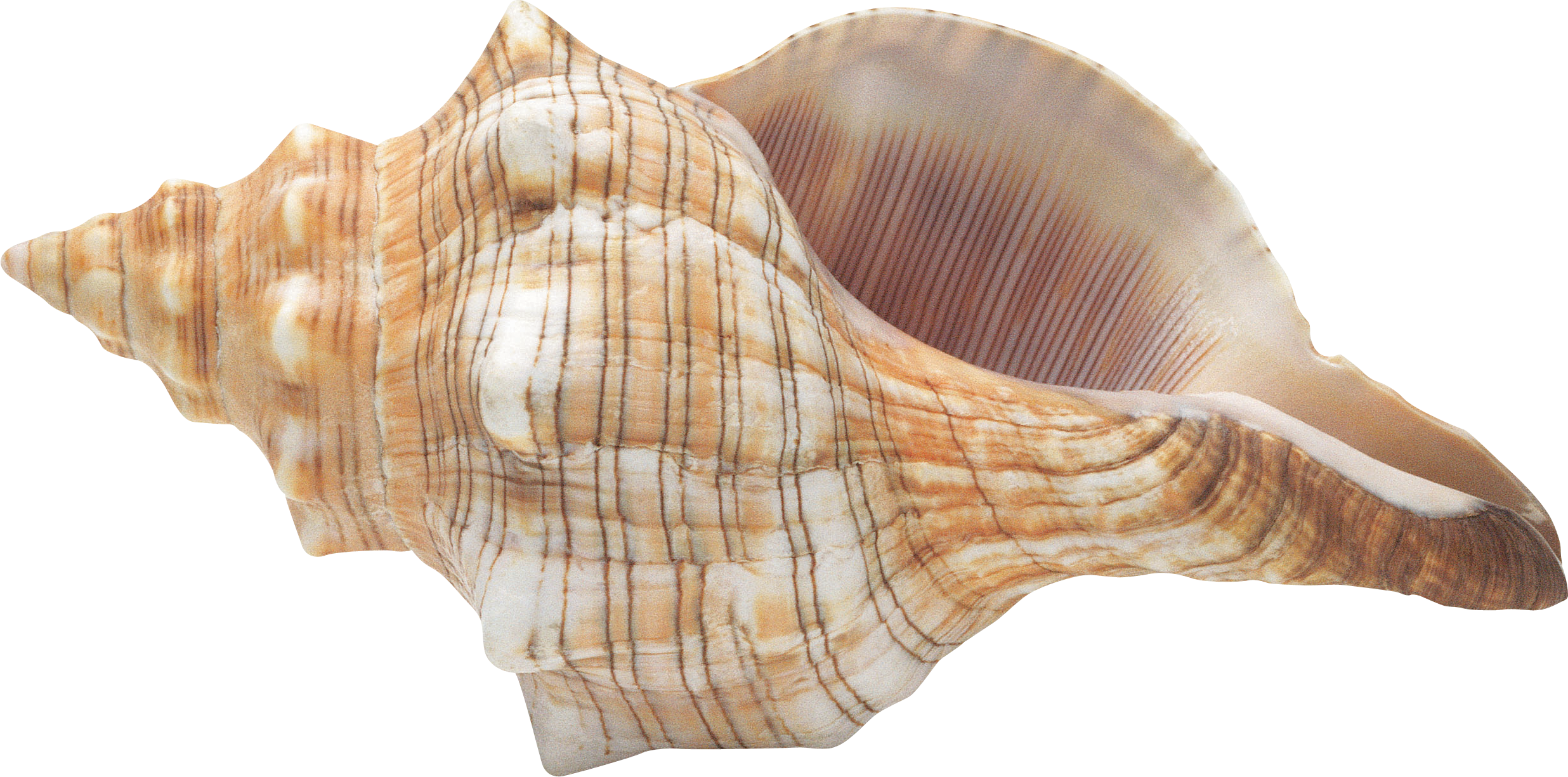 A Sea Shell With A Black Background