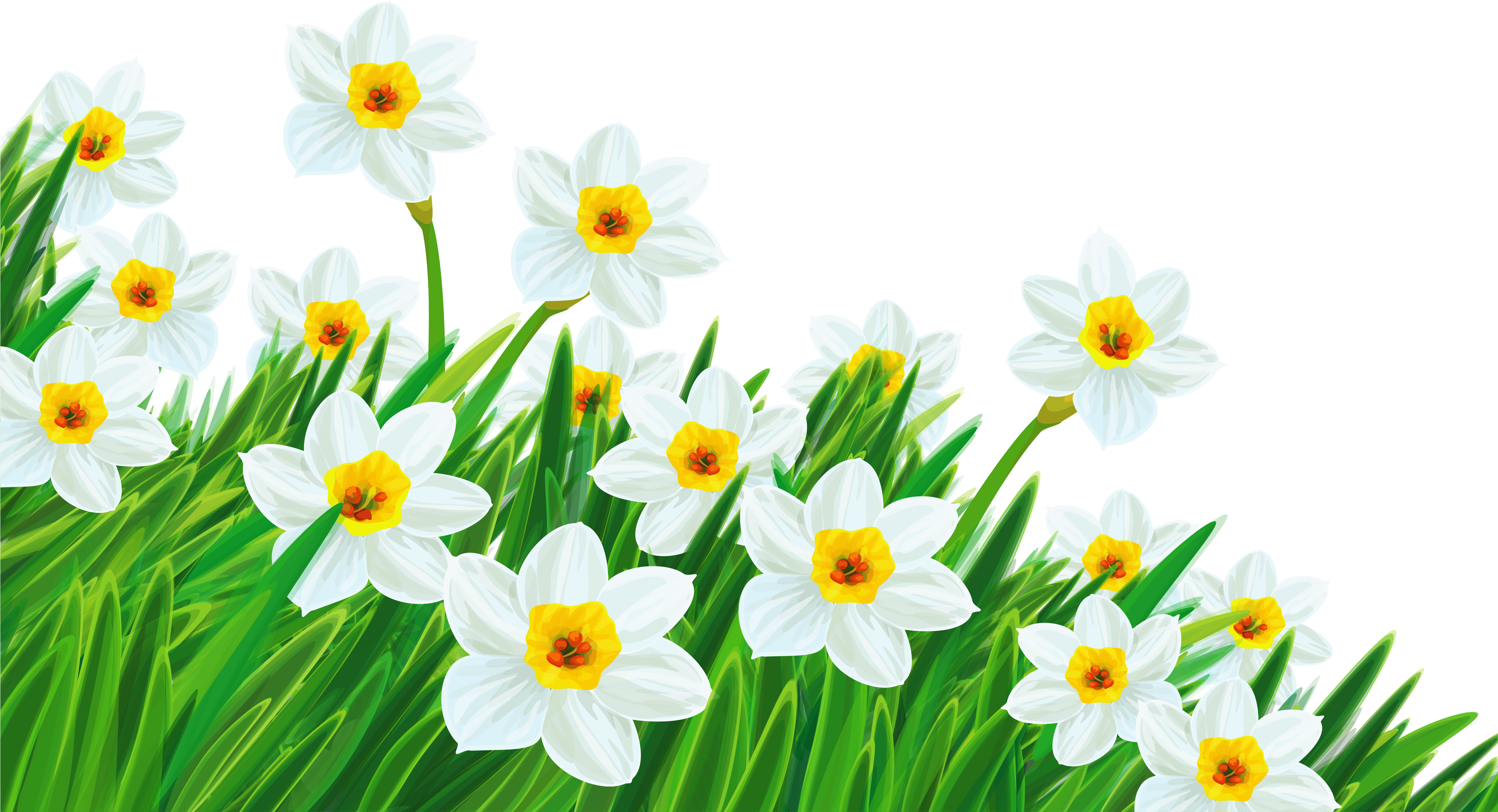 A Group Of White Flowers And Green Grass