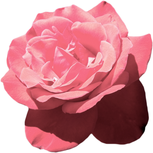 A Pink Rose With Black Background