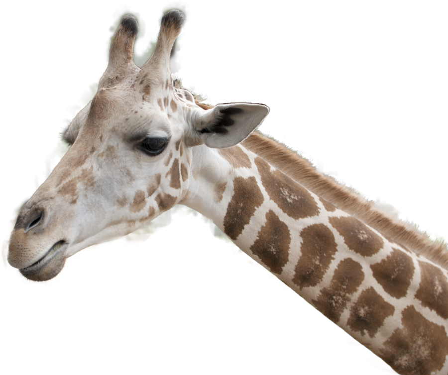 Download This High Resolution Giraffe Transparent Png - Giraffe Head Transparent Background, Png Download
