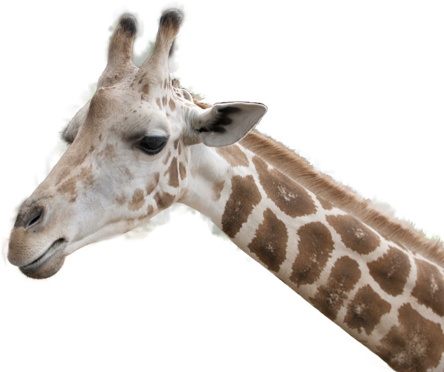 A Giraffe With A Black Background