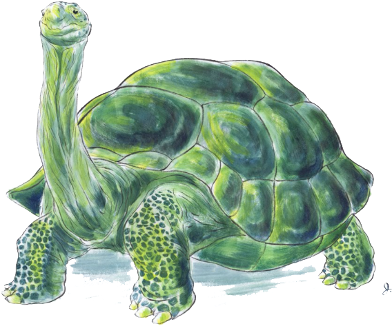 A Green Turtle With A Long Neck