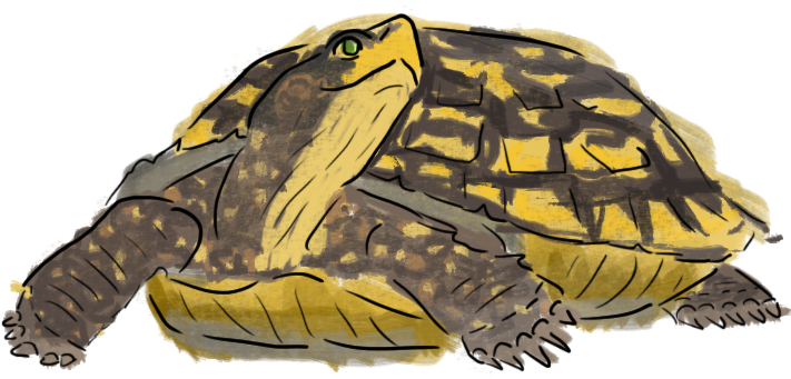 A Yellow And Black Turtle