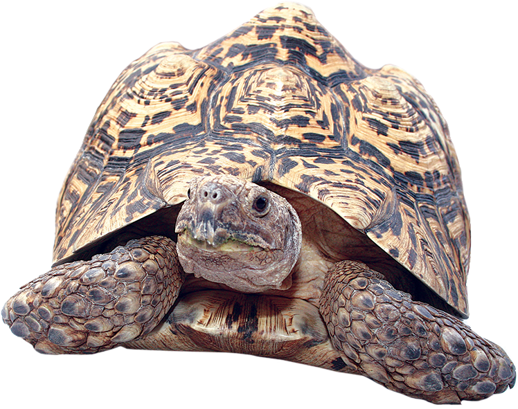 A Tortoise With Its Head Up