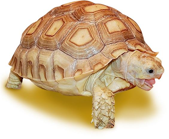 A Turtle With Its Tongue Out