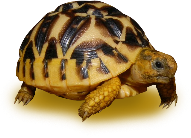 A Turtle With Black And Yellow Spots