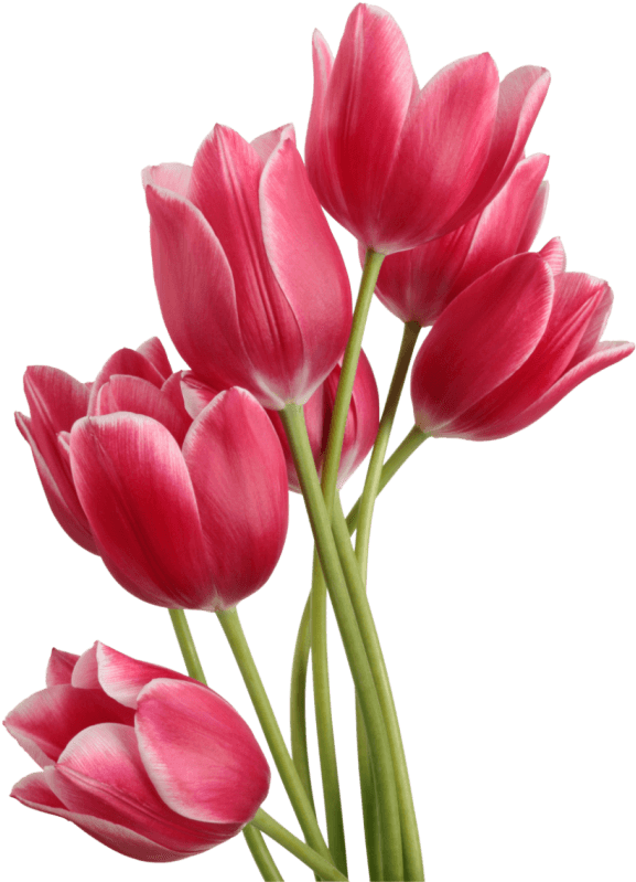 A Group Of Pink Tulips