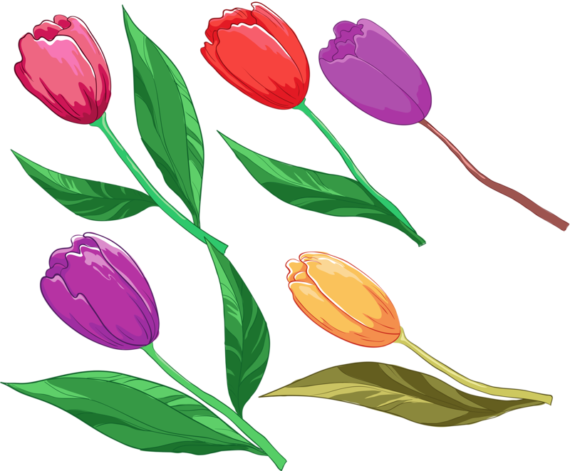 A Group Of Colorful Tulips