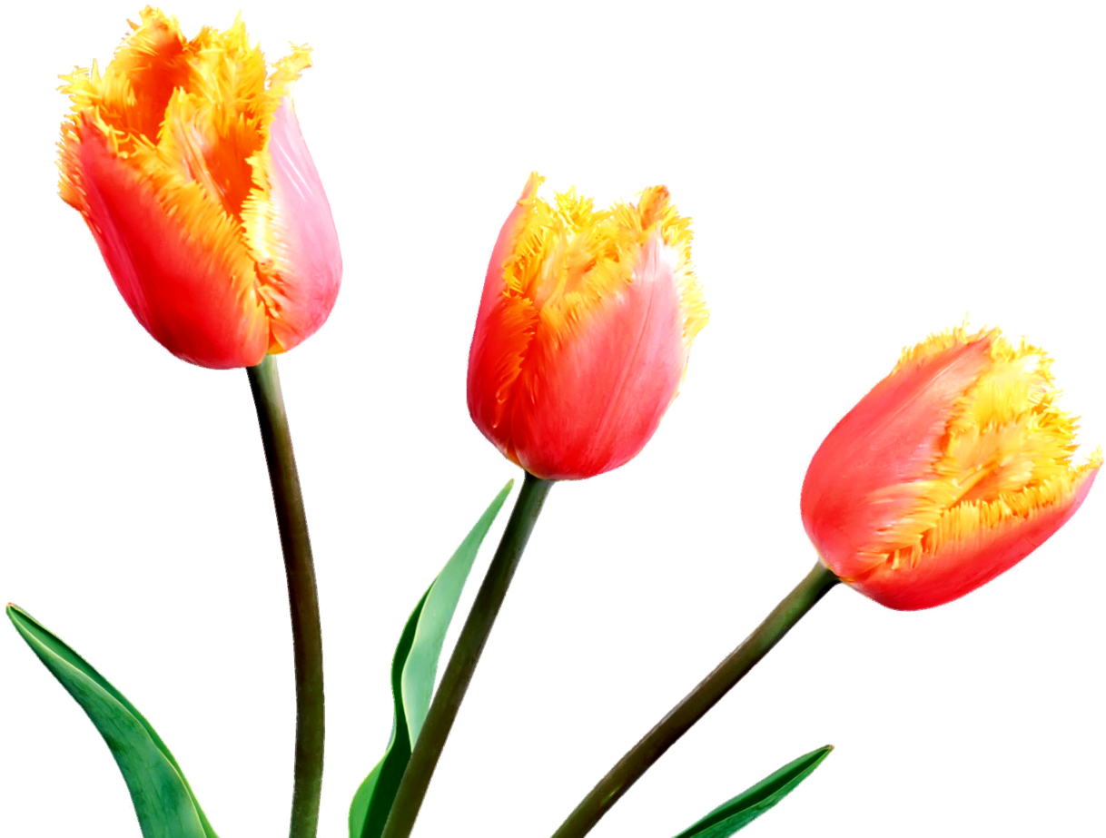 A Group Of Red And Yellow Tulips