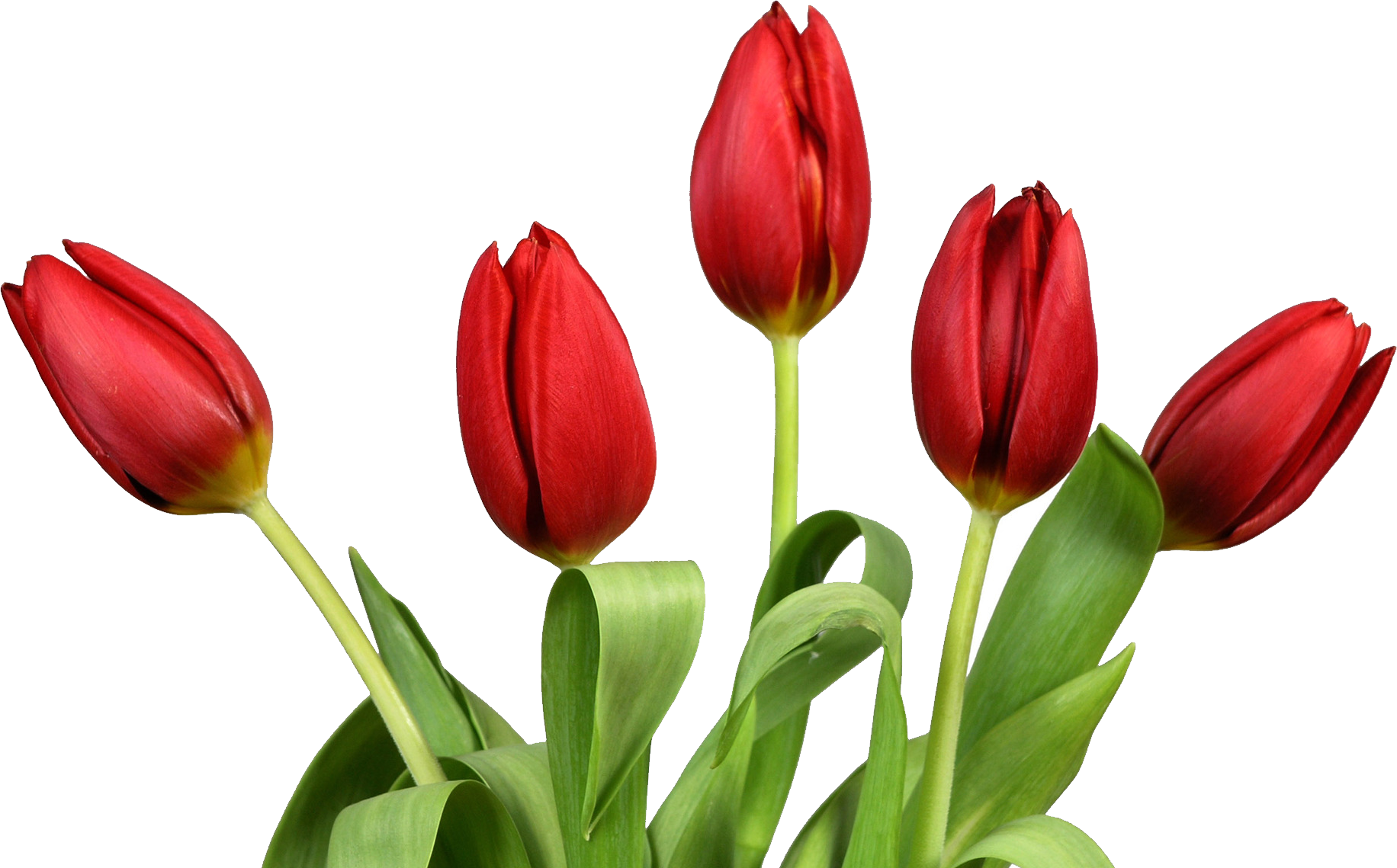 A Group Of Red Tulips With Green Leaves