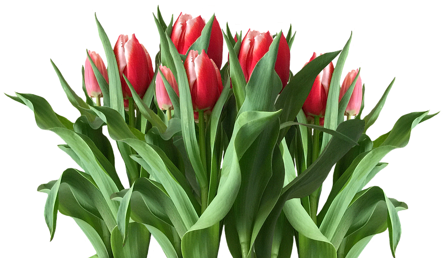 A Group Of Red Tulips With Green Leaves