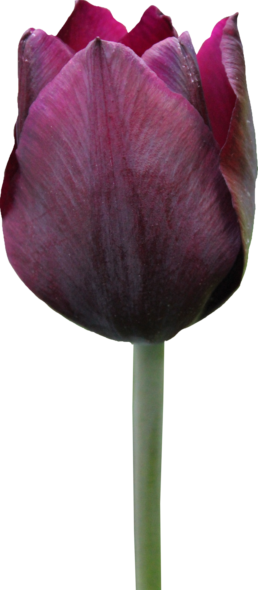 A Close Up Of A Flower