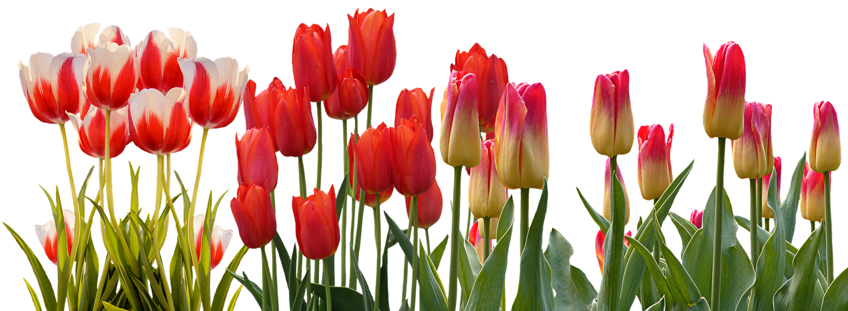 A Group Of Red And Yellow Tulips