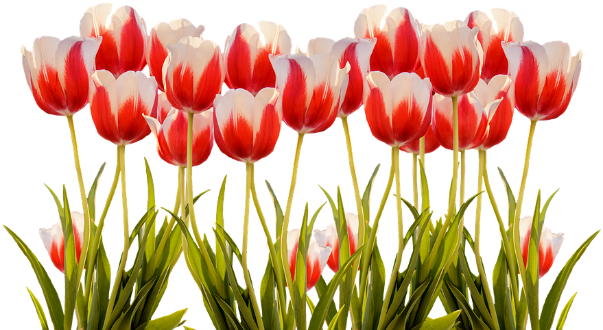A Group Of Red And White Tulips