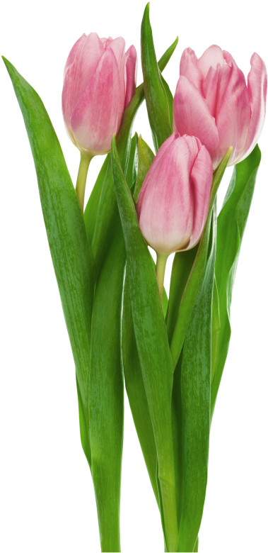 A Group Of Pink Tulips With Green Leaves