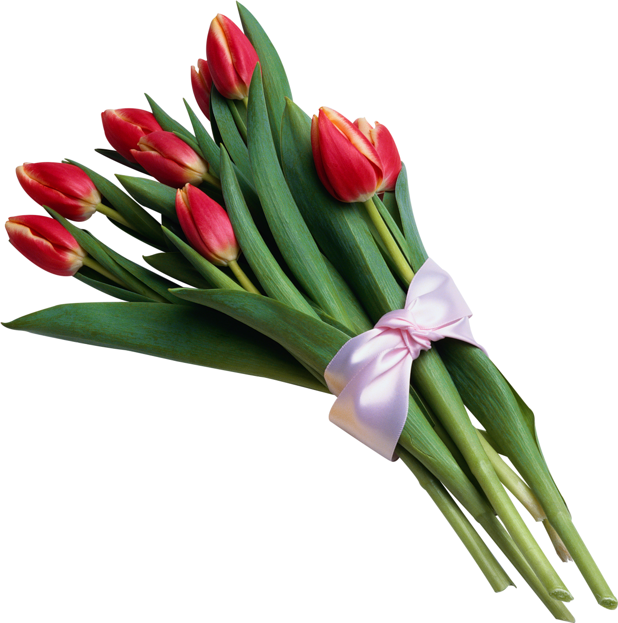 A Bouquet Of Red Tulips Tied With A Pink Ribbon