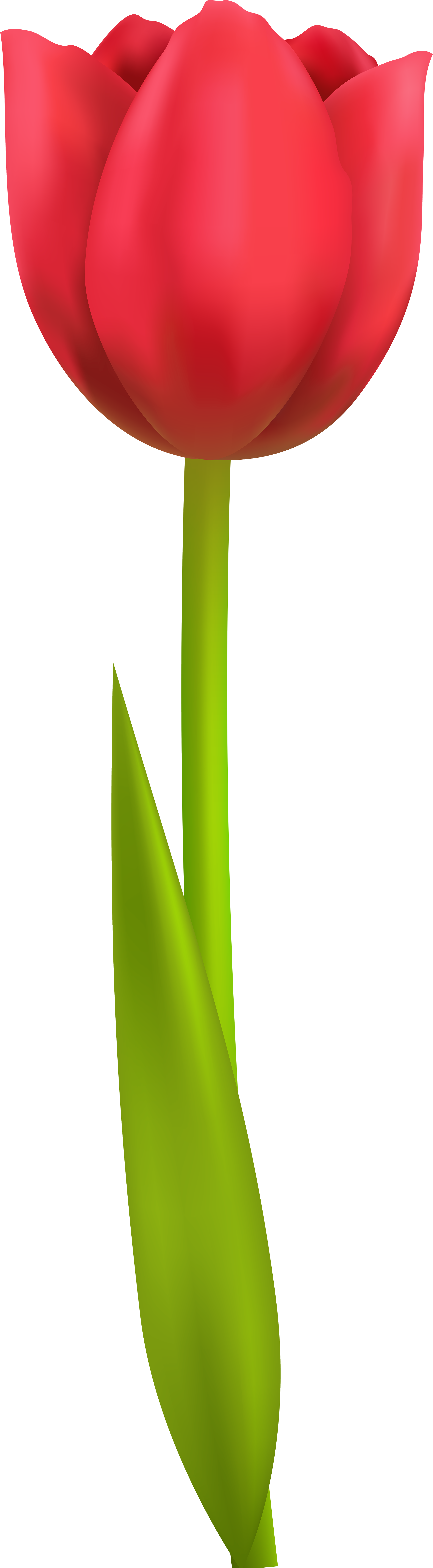 A Green Plant With A Black Background