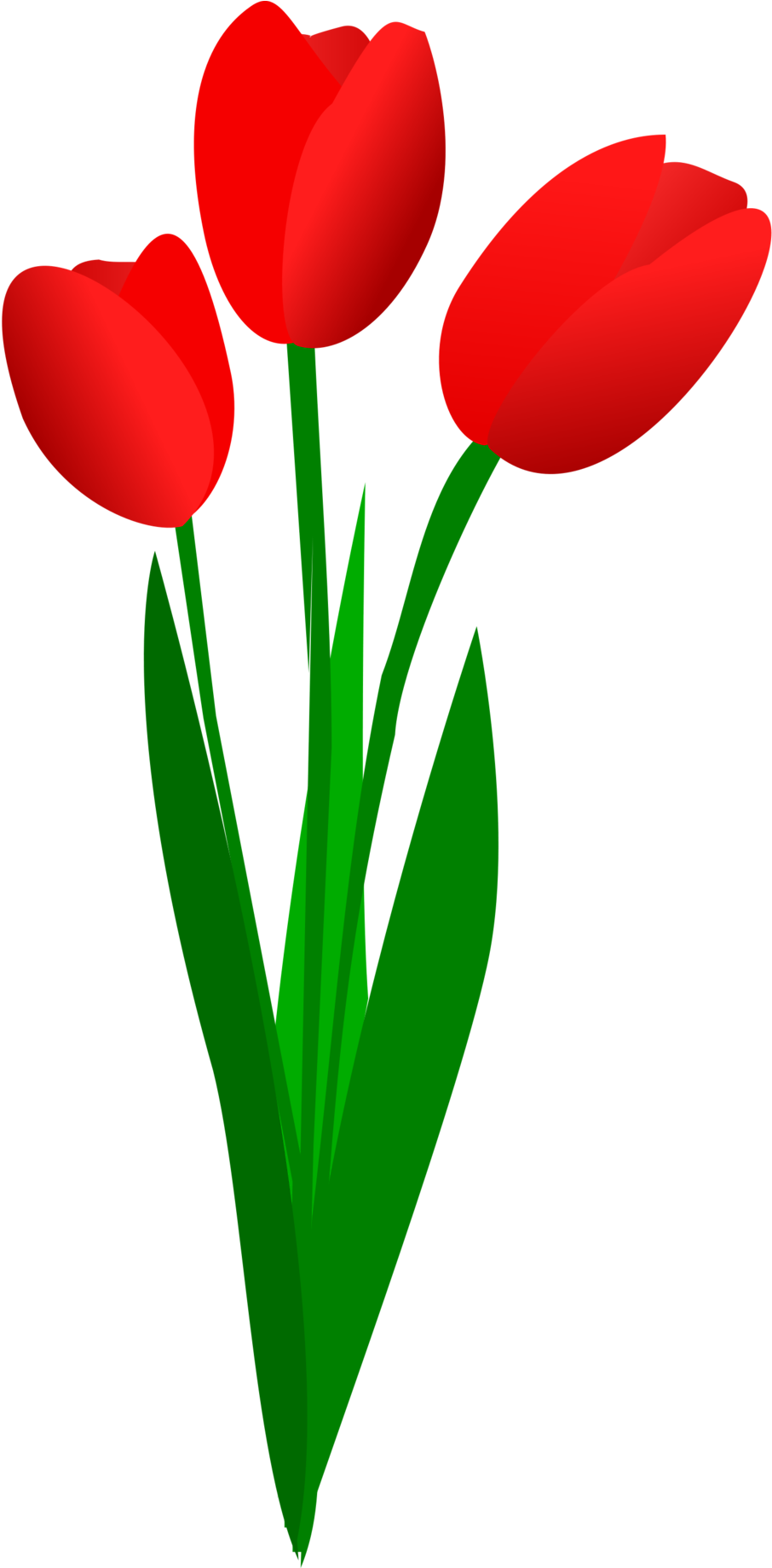 A Red Tulips With Green Stems