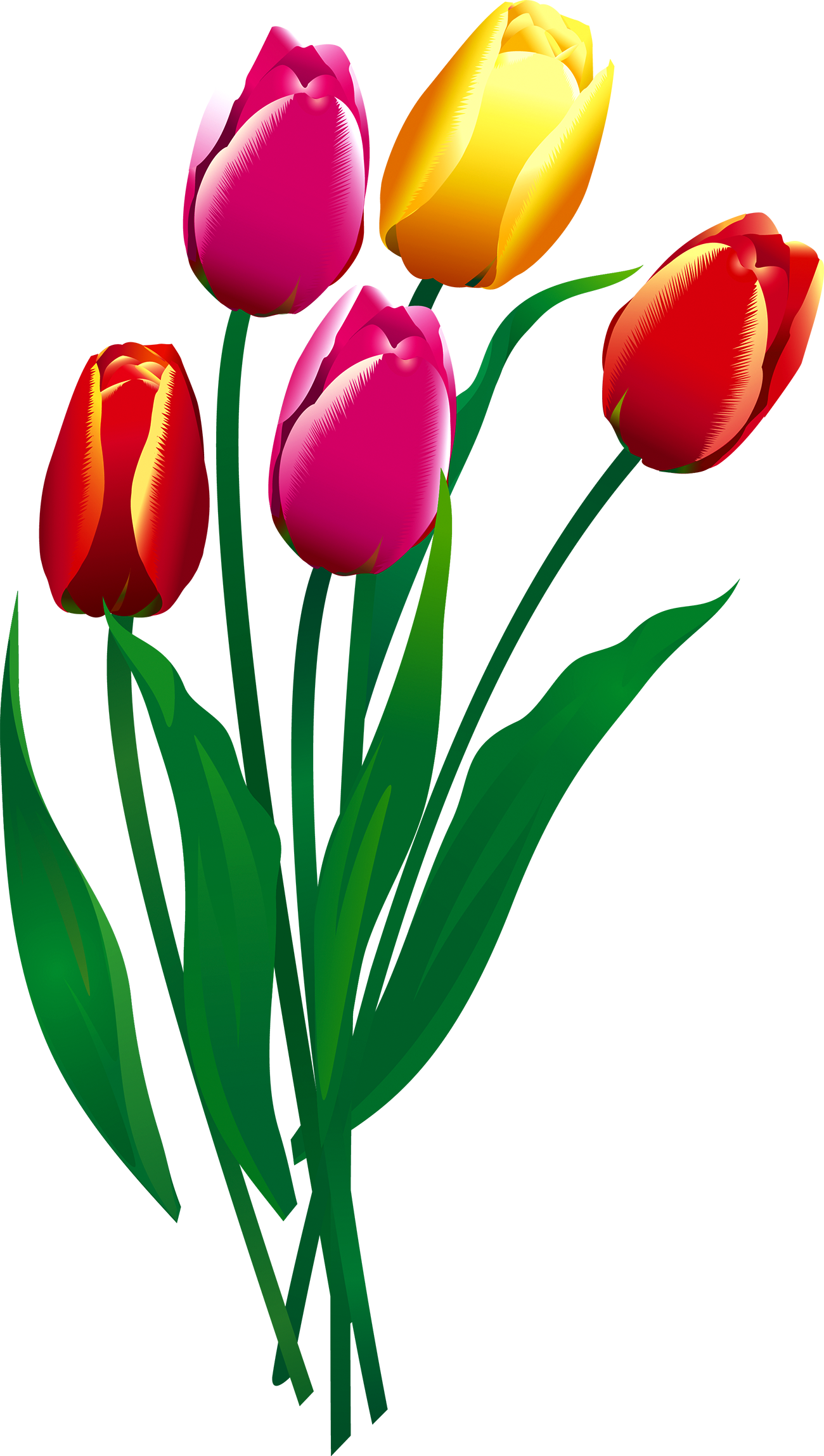 A Group Of Tulips With Green Leaves
