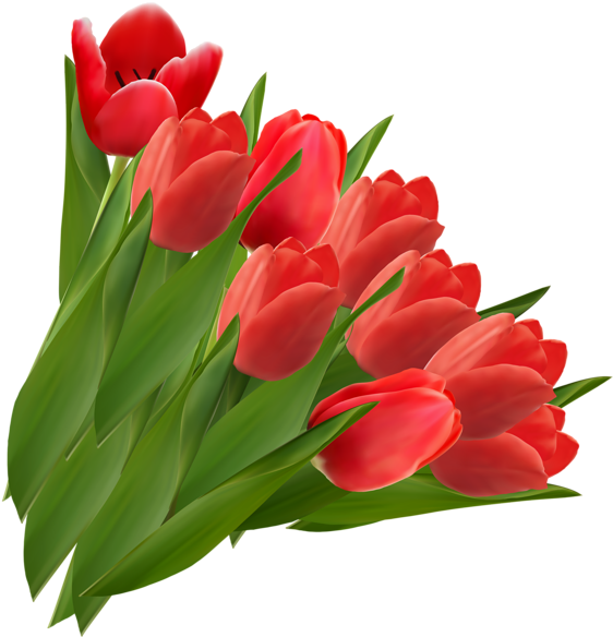 A Bunch Of Red Tulips