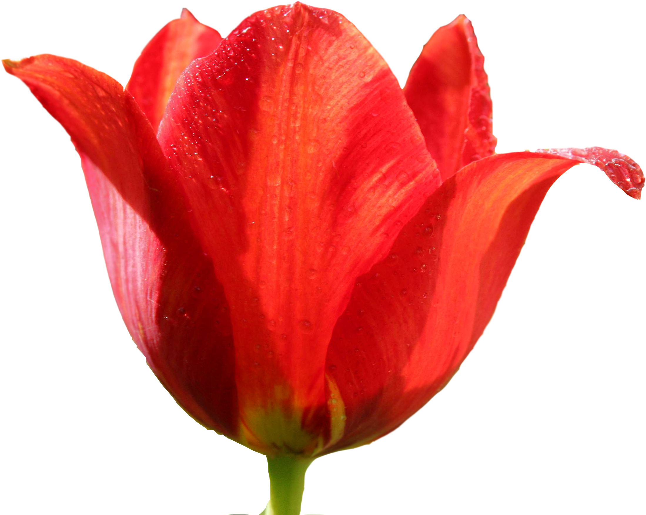A Close Up Of A Red Flower