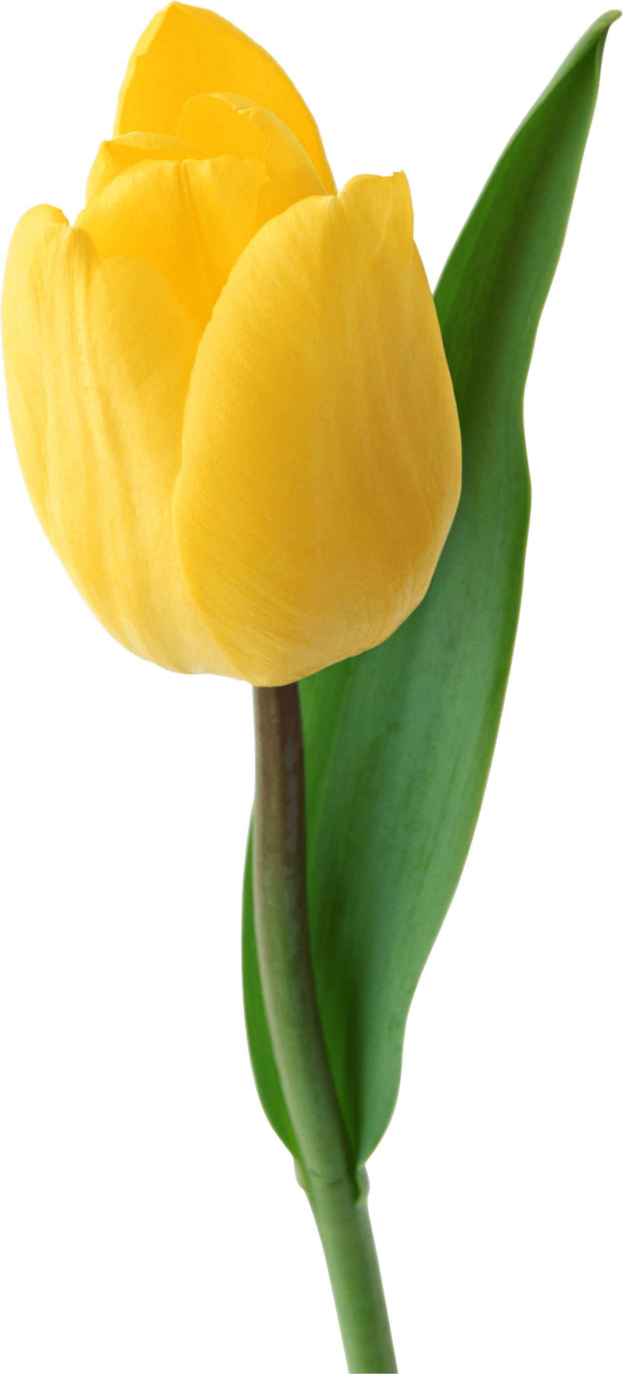 A Yellow Tulip With Green Leaves