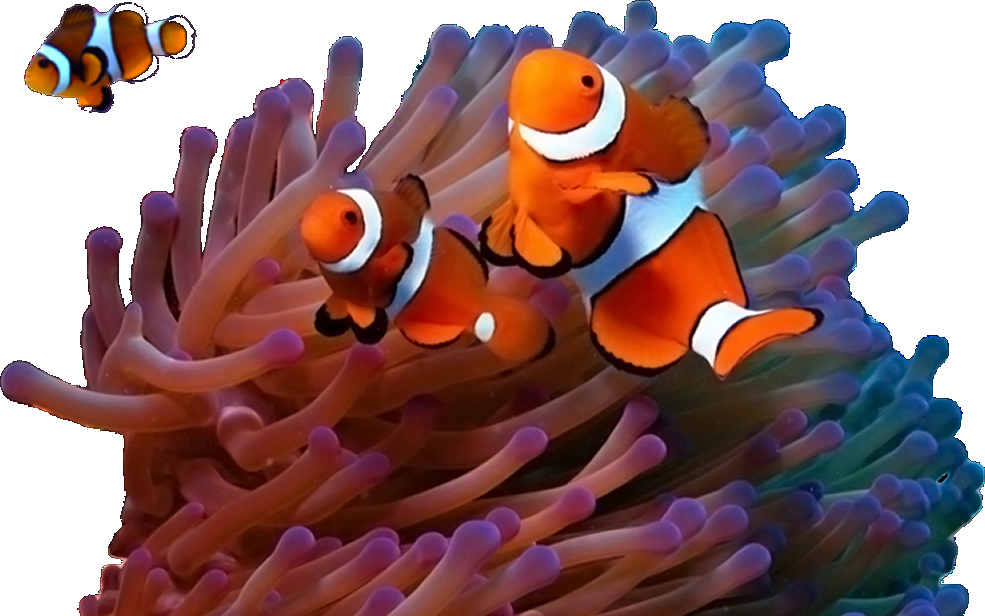 Underwater Png 985 X 616