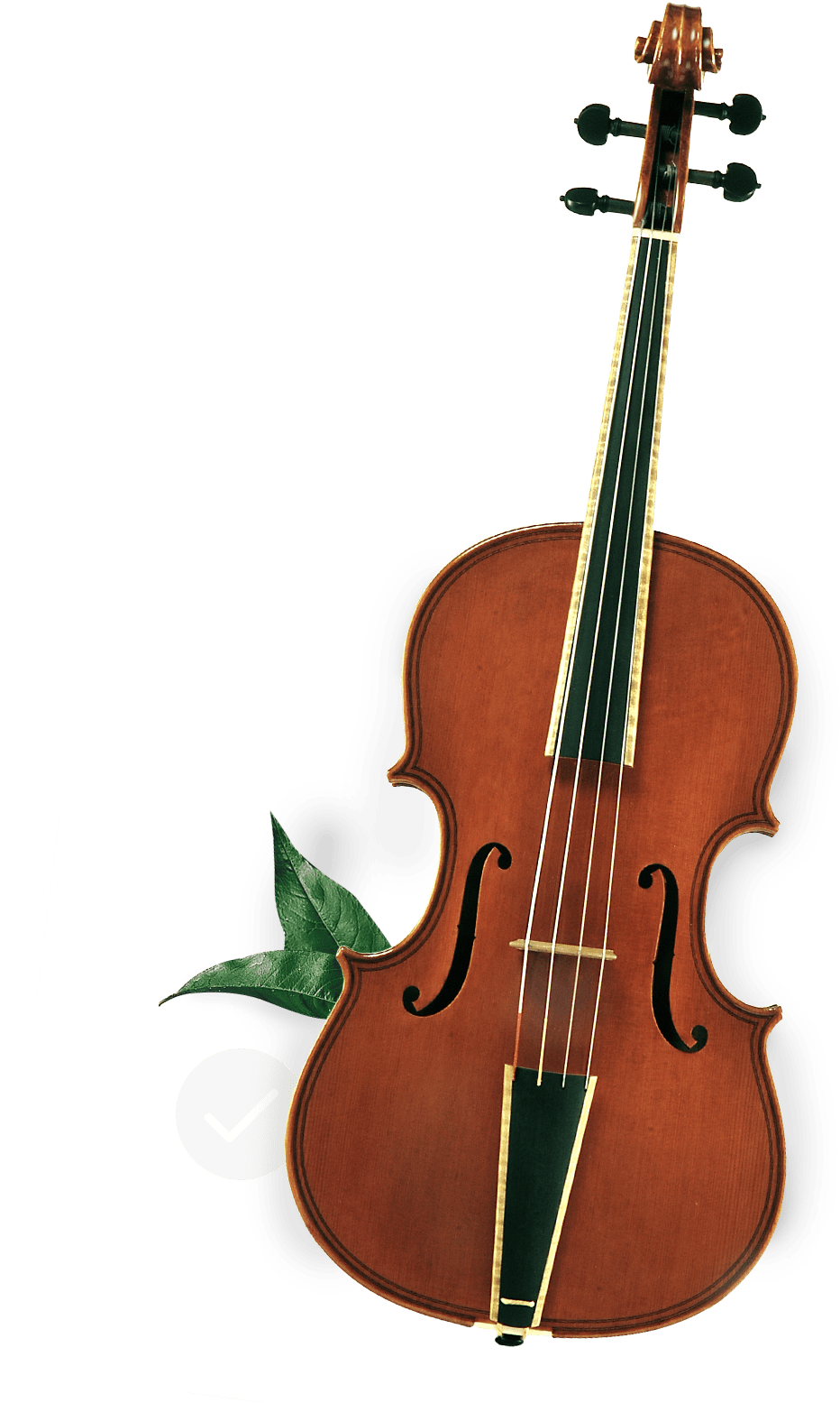 A Violin With Leaves On A Black Background
