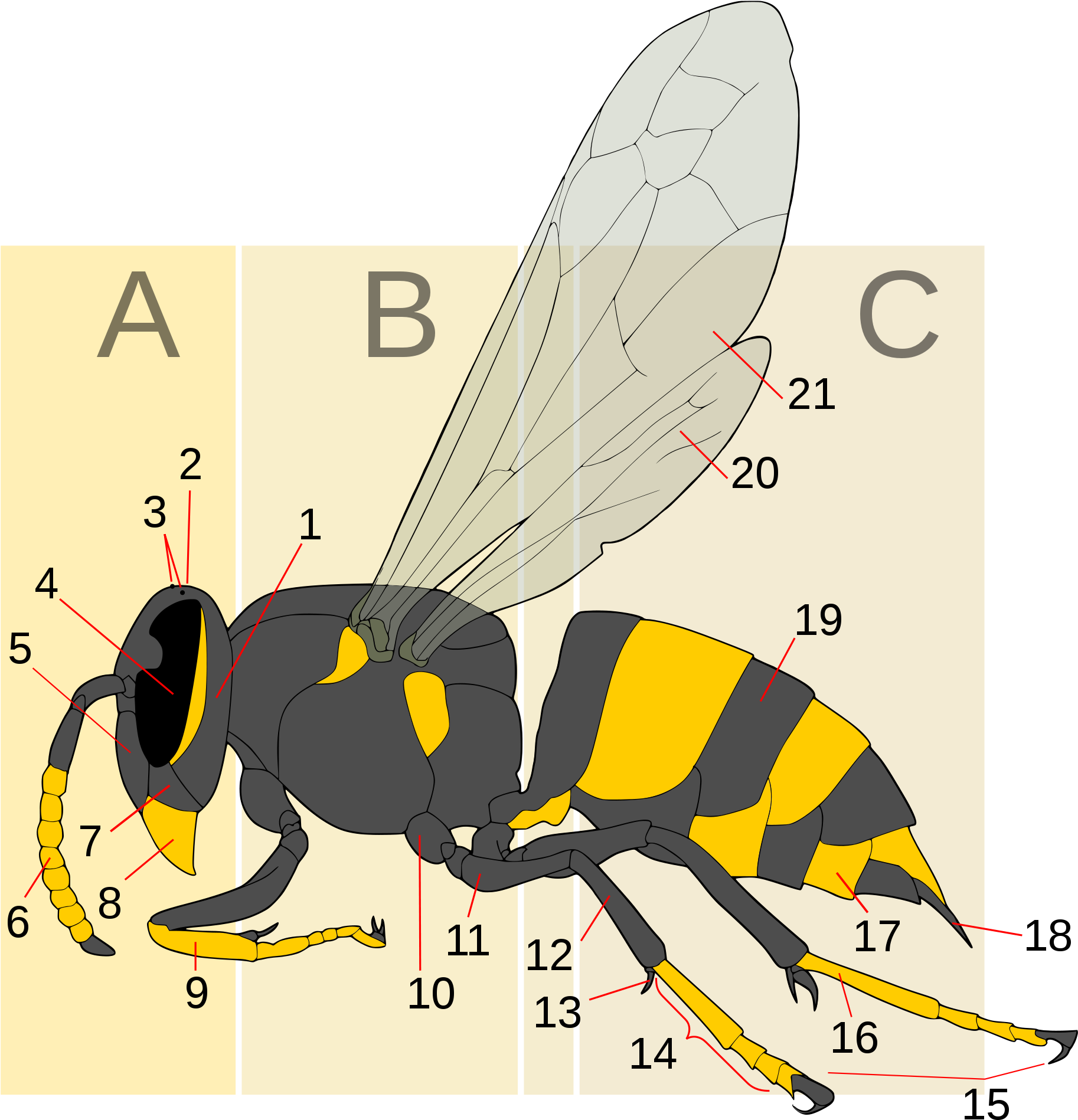 A Drawing Of A Bee