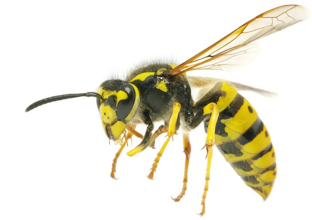 A Close Up Of A Bee