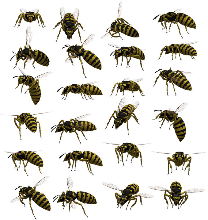 A Collage Of Bees