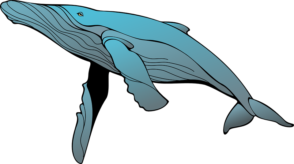A Blue Whale With Black Background