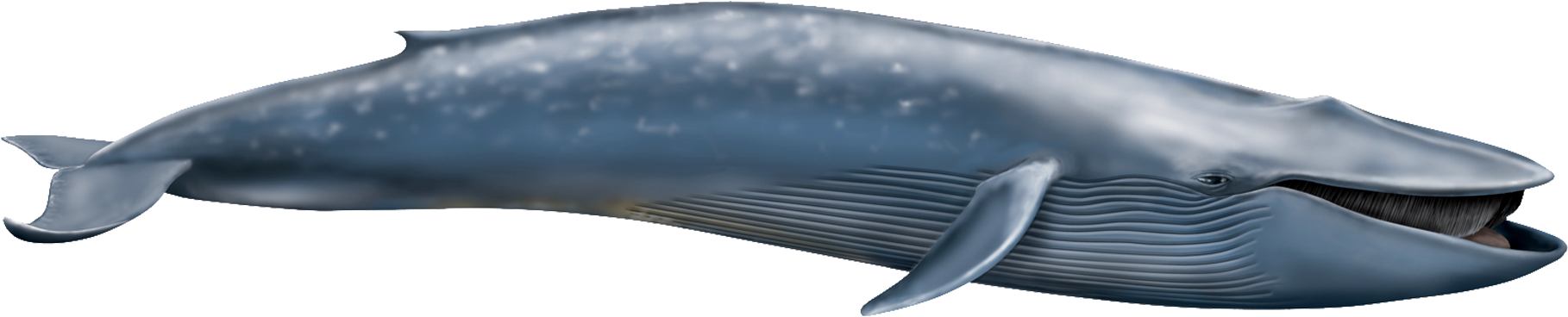 A Whale With A Tail