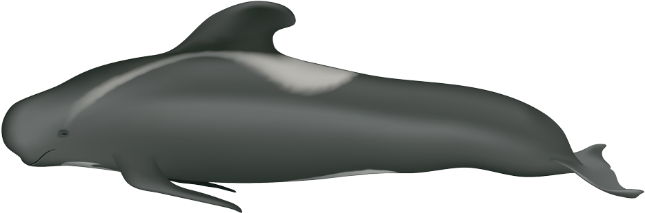 A Grey Whale With A Black Background