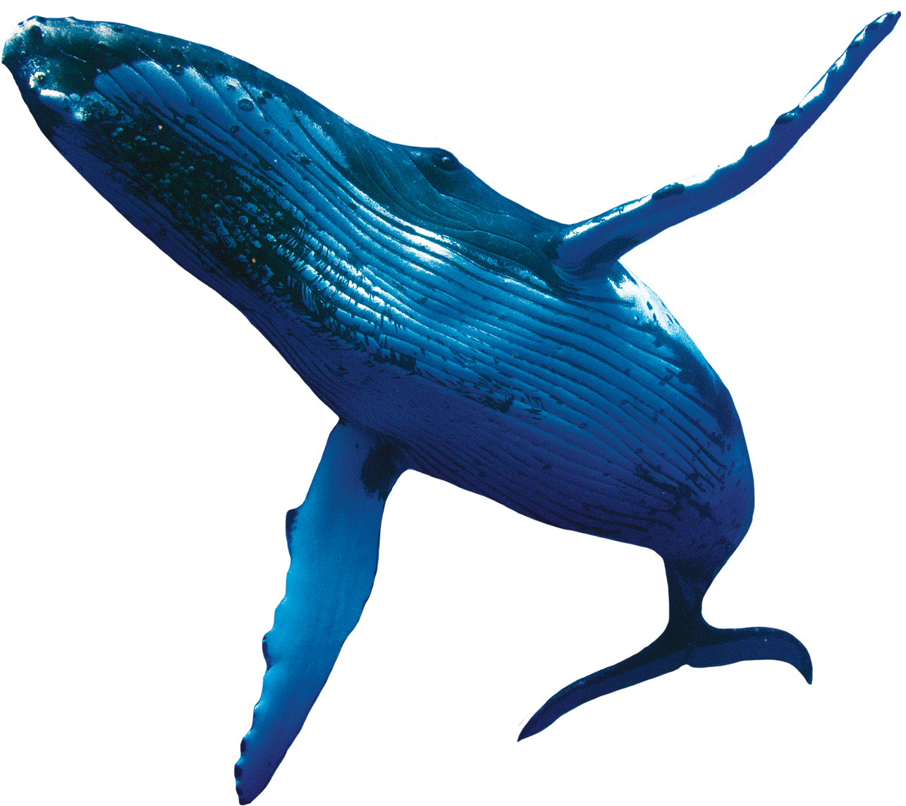 A Blue Whale With Long Tail