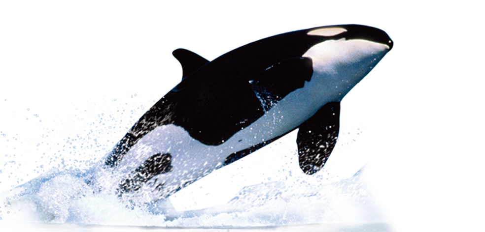 A Black And White Whale Jumping Out Of Water