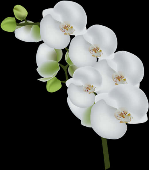 A White Flower On A Black Background