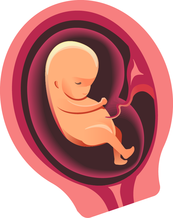 Womb Png 600 X 754