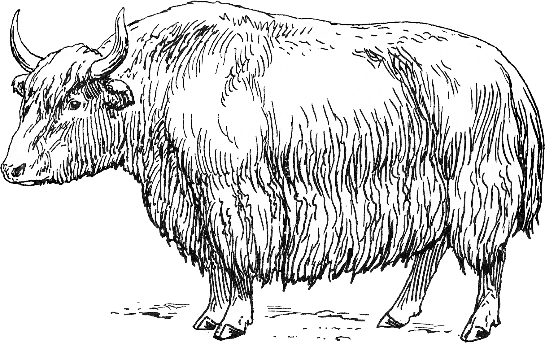 A Drawing Of A Yak