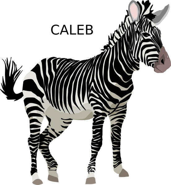A Zebra Standing On A Black Background