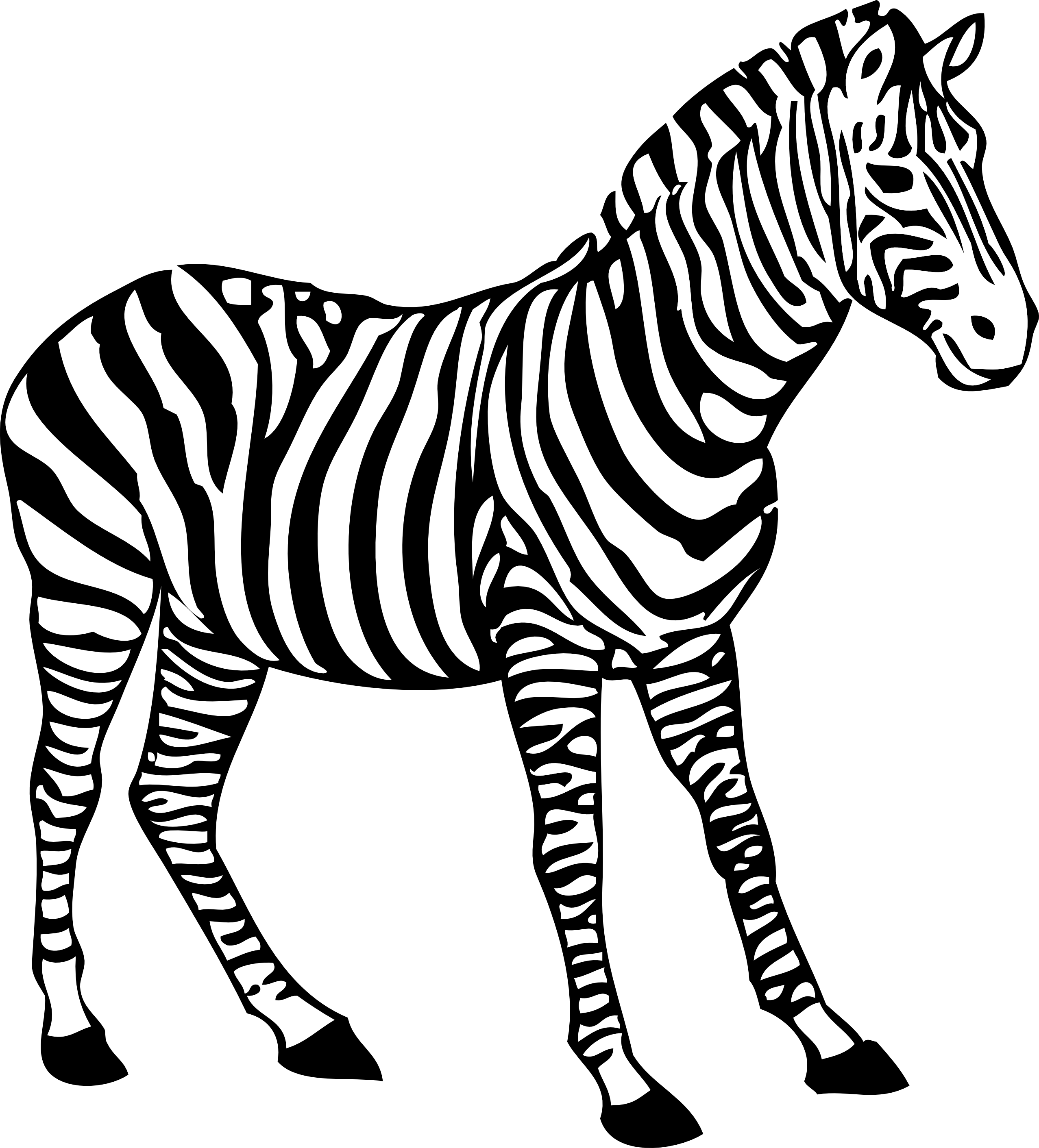A Black And White Zebra