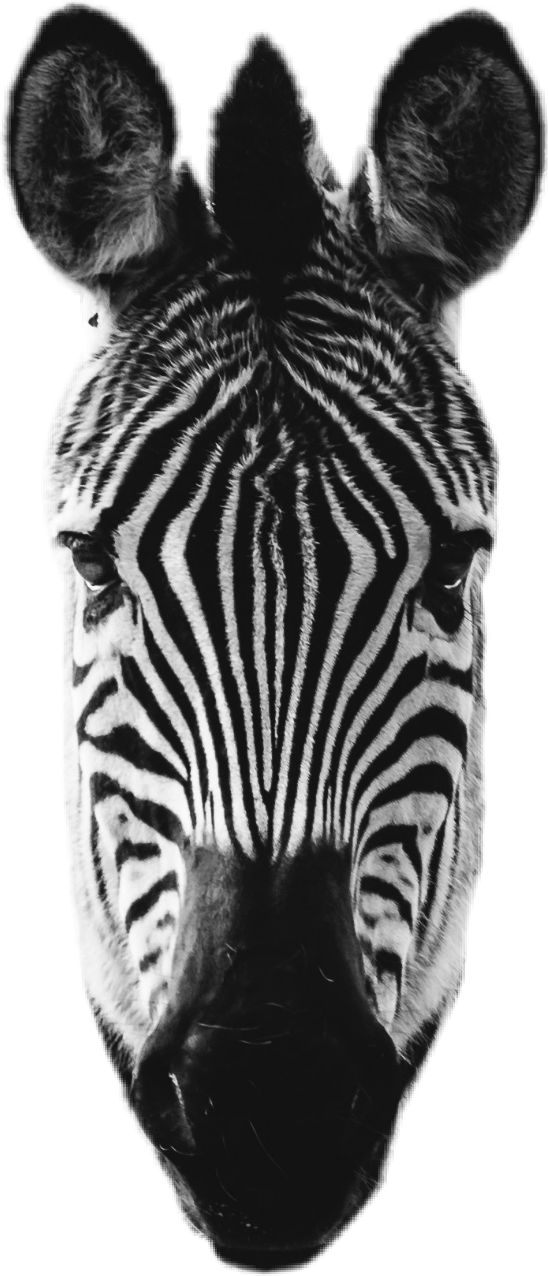 A Close Up Of A Zebra's Face